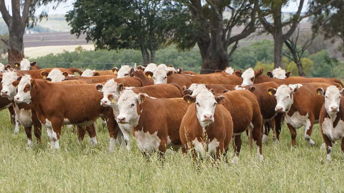 Efecto derrame: el buen momento de las vacas empuja el valor de los campos ganaderos